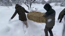 Yabani hayvanlar için karla kaplı yaylalara yem bırakıldı