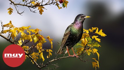 ¿Por qué los estorninos vuelan en grandes bandadas en invierno?