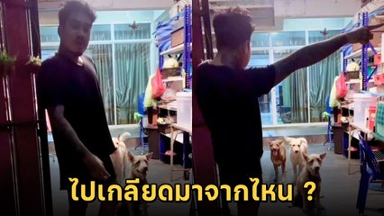 แสบ ! 3 หมาจอมโหด เจ้าของบอกเชื่องมาก แต่ได้ยินชื่อนี้.. ร่างกายอยากปะทะ