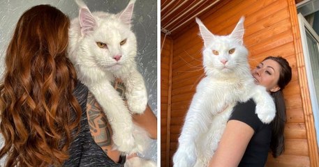 Ce jeune Maine Coon est tellement massif que les internautes le confondent avec un chien