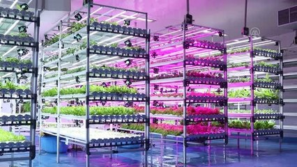 Batı Java'da kapalı alanda sebze yetiştiriciliği