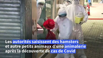 Covid: les autorités hongkongaises saisissent des hamsters dans une animalerie