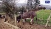 Whitby Donkeys neglect