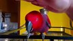 iPhone zil sesini taklit eden papağan viral oldu