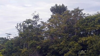 Boeing 737 MAX 8 PR-XMT vindo de Fortaleza para Manaus