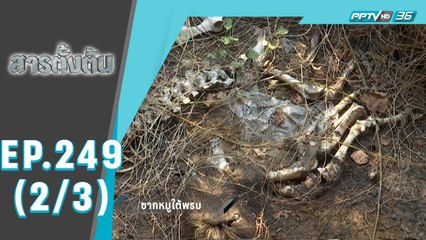 สารตั้งต้น EP 253 | “ซากหมูใต้พรม” | 19 ม.ค.65 (2/3)