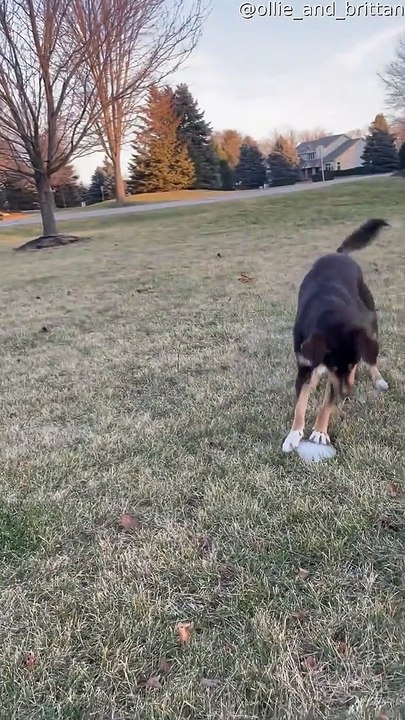 Precious Pup Plays with Ice
