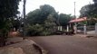 Árvore cai e interdita trecho da Rua Londrina, no Bairro São Cristóvão