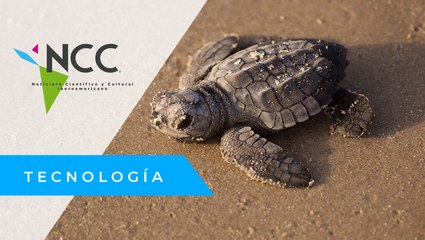 “Tortu Banks”, un vivero en Panamá al rescate de tortugas marinas