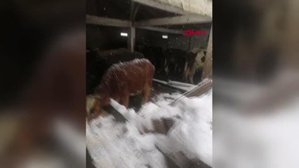 KARLA KAPLANAN AHIRIN ÇATISI ÇÖKTÜ