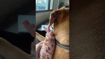 Kiddo Gently Plays with Puppy's Ear