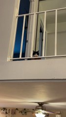 Kitty Plays Fetch Like a Puppy Dog