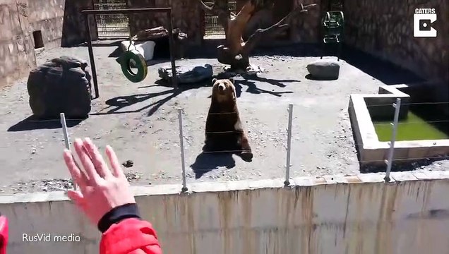 Cet ours dit bonjour aux touristes du Zoo