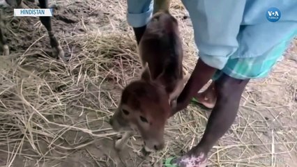 İki Başlı Buzağı