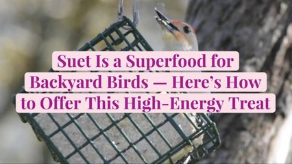 Suet Is a Superfood for Backyard Birds—Here's How to Offer This High-Energy Treat