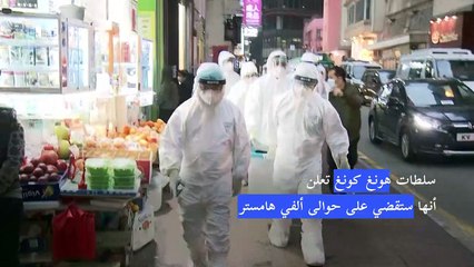 إعدام ألفي هامستر في هونغ كونغ بسبب كورونا