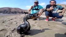 VIDEO: Peru's beaches are covered in oil after the volcano eruption and tsunami in Tonga