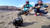 VIDEO: Peru's beaches are covered in oil after the volcano eruption and tsunami in Tonga