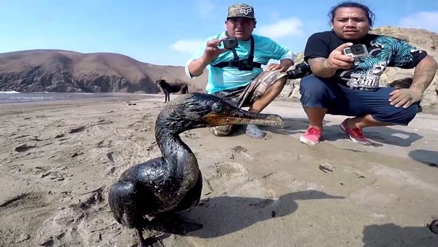 VIDEO: Peru's beaches are covered in oil after the volcano eruption and tsunami in Tonga