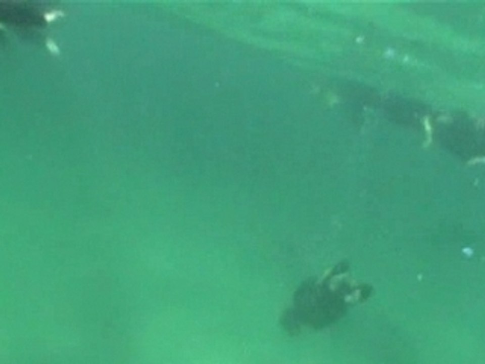 Nager avec les dauphins