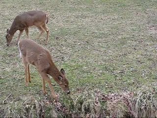Wildlife Deer in the Forest Park