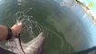 Body Cam Footage Shows Miami Police Officer Rescue Young Dolphin From Fishing Net