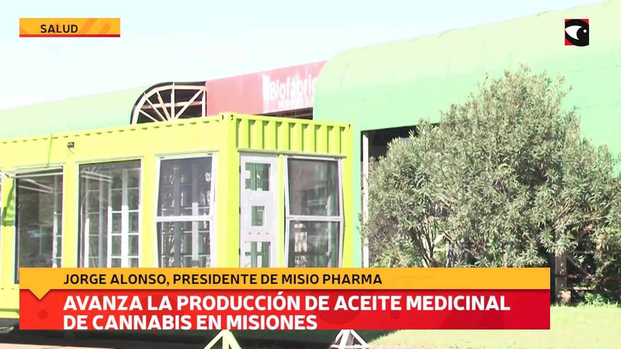 Avanza la producción de aceite medicinal de cannabis en misiones