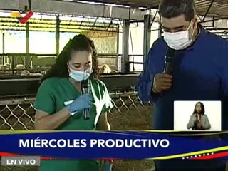 Entérate | Producción bovina de la raza Assaf garantizará la eficiencia de producción de proteína
