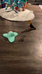 Yoshi the Parrot Tries to Understand Cat Toy