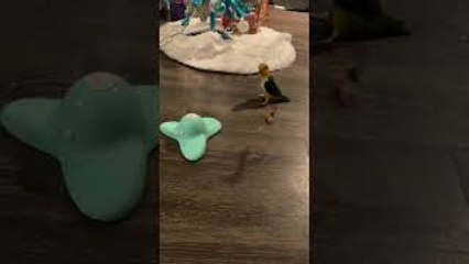 Yoshi the Parrot Tries to Understand Cat Toy