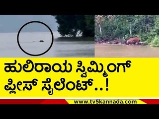 ಸ್ವಿಮ್ಮಿಂಗ್​ ಹುಲಿ ನೋಡಿ ಪ್ರವಾಸಿಗರು ಥ್ರಿಲ್..! | Mysuru | Tiger | TV5 Kannada