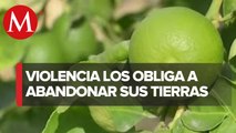 Abandonan cultivos de limón tras amanezas de la delincuencia en Michoacán