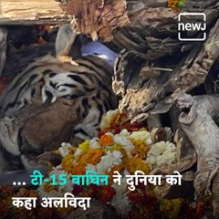 Legendary 'Collarwali' Tigress Passes Away In Madhya Pradesh