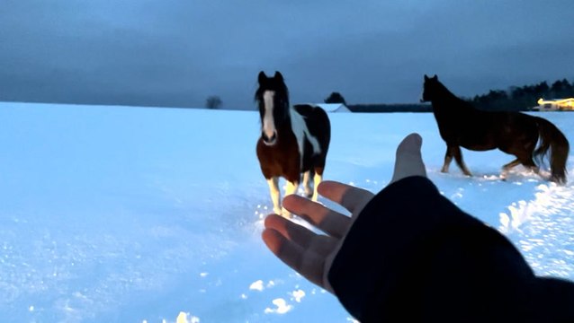 AccuWeather videographer helps wrangle horses loose in the snow