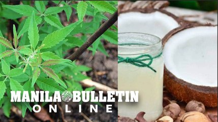 Lagundi, VCO ‘natural remedy’ against mild COVID-19 symptoms – DOST