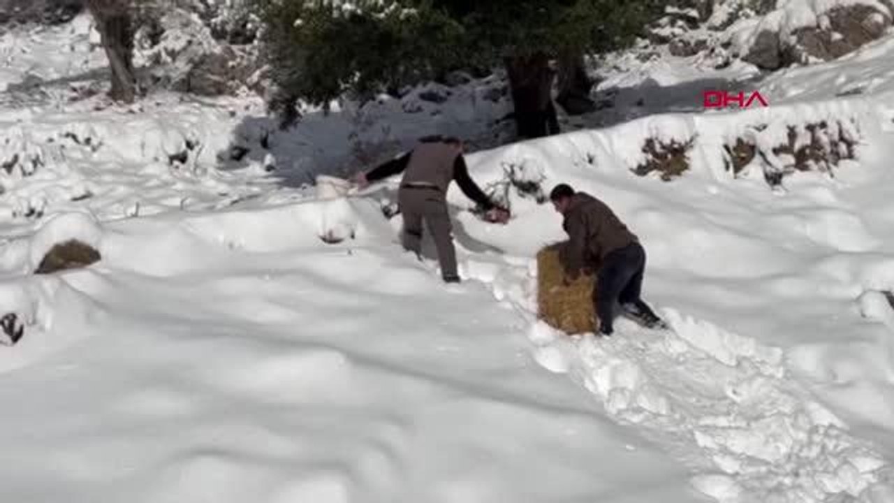 DÜZİÇİ VE SUMBAS'TA, YABAN HAYVANLARI İÇİN YİYE...