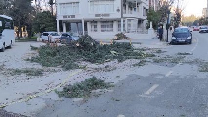 Fırtına nedeniyle devrilen ağaçlar kaldırıldı
