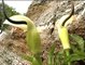 Arisaema or Snake plant of the Himalaya