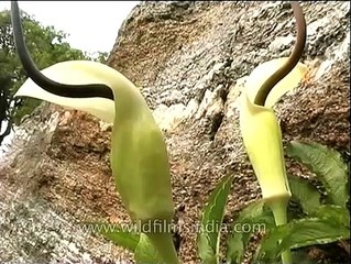 Arisaema or Snake plant of the Himalaya