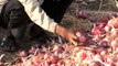 Stacks of harvested onions in Maharashtra