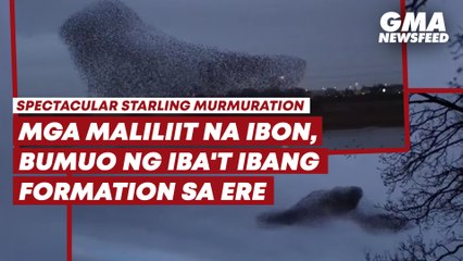Spectacular starling murmuration | GMA News Feed