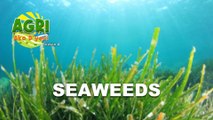 Seaweeds