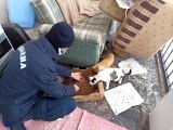 Son dakika haber | Elazığ'da jandarma ekiplerinden yürekleri ısıtan hareket: Sokak hayvanlarını elleri ile beslediler
