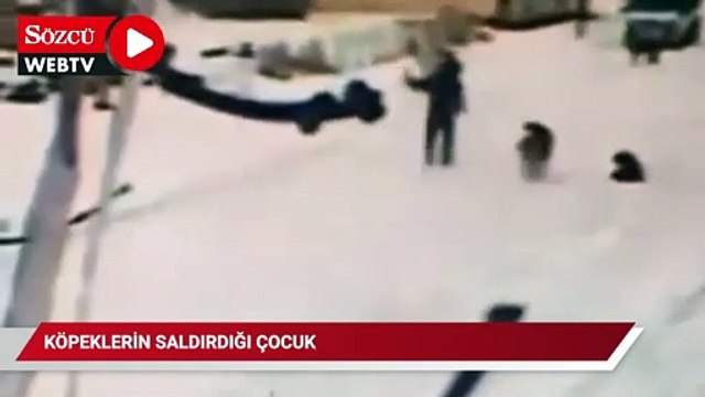 Kars’ta dehşet anları kamerada, çocuğun cesareti köpeklerin saldırısını önledi