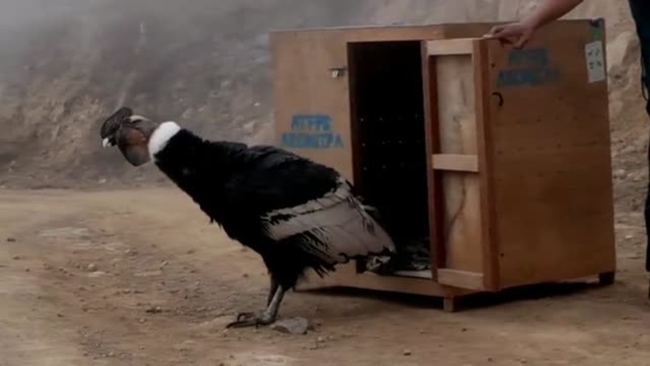 Devuelven a la naturaleza un cóndor andino que estaba desnutrido