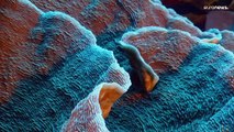 Un récif de coraux en bonne santé découvert au large de Tahiti
