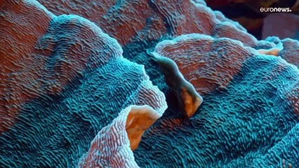 Un récif de coraux en bonne santé découvert au large de Tahiti