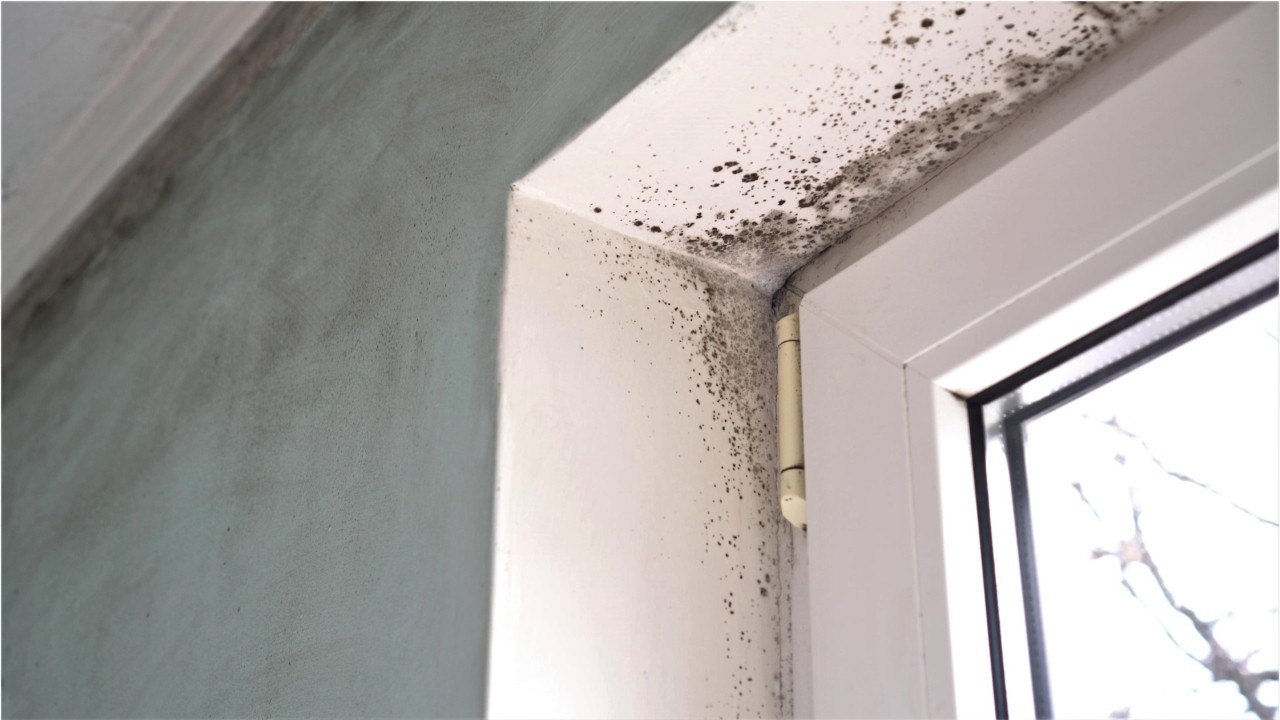 Schimmel in der wohnung entdeckt: das sollten sie jetzt tun