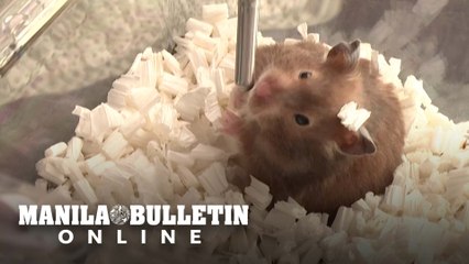 Heartbreak as Hong Kong pet owners give up hamsters for COVID cull