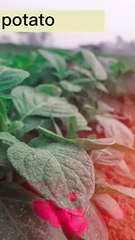 Potato plant video #video #entertainment #trending